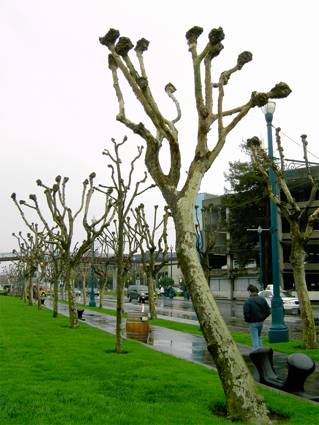 Trees in San Francisco
